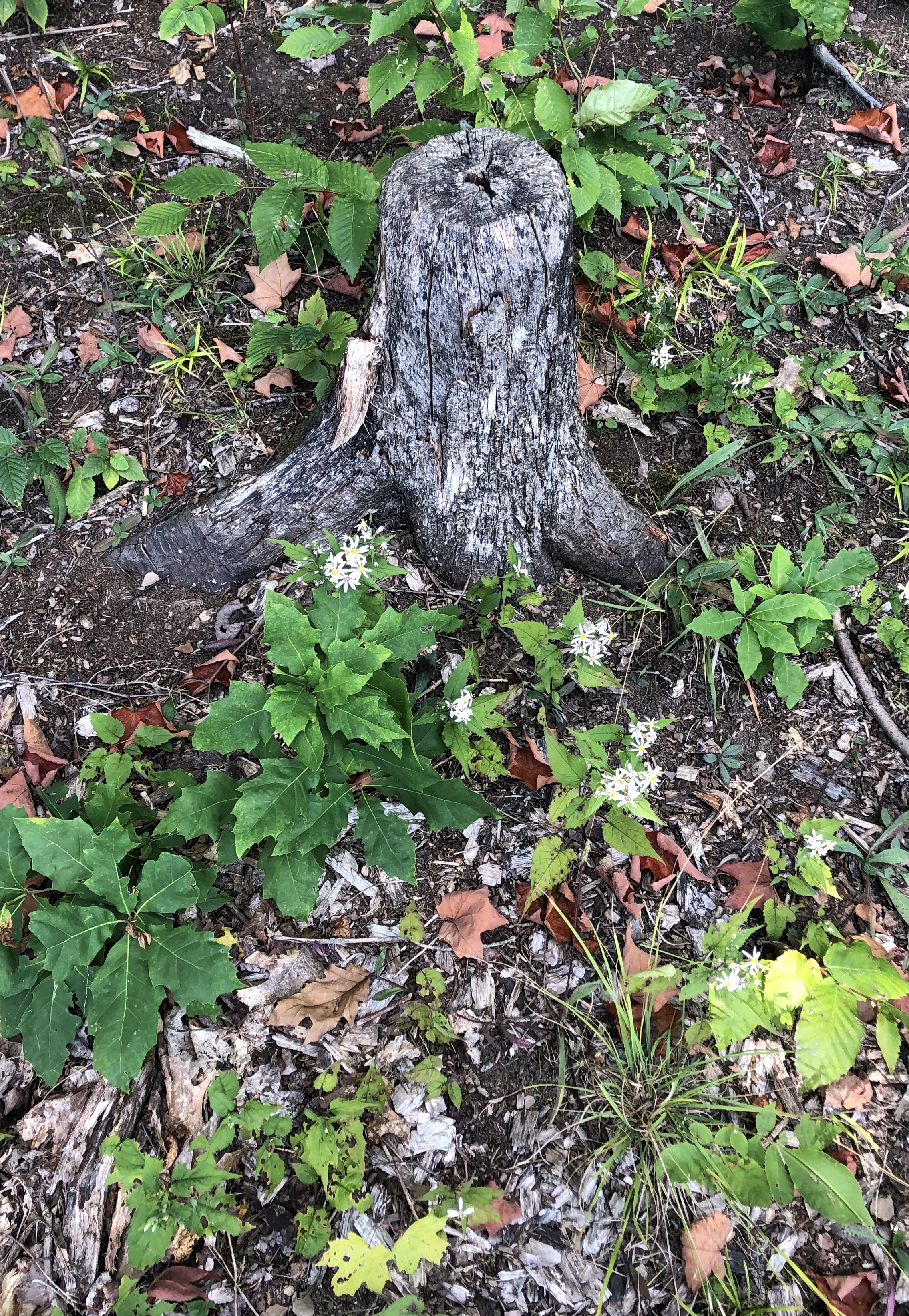 970467D9-9AF2-4D1E-AEAE-7AD7A47F83BD_1_201_a